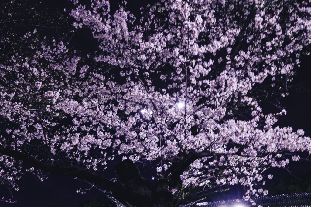 250328＿近所の夜桜③