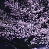 250328＿近所の夜桜③