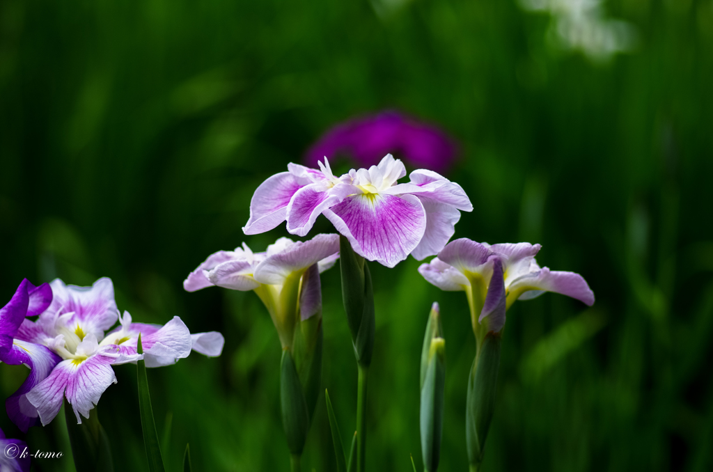 小石川の菖蒲③