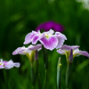 小石川の菖蒲③