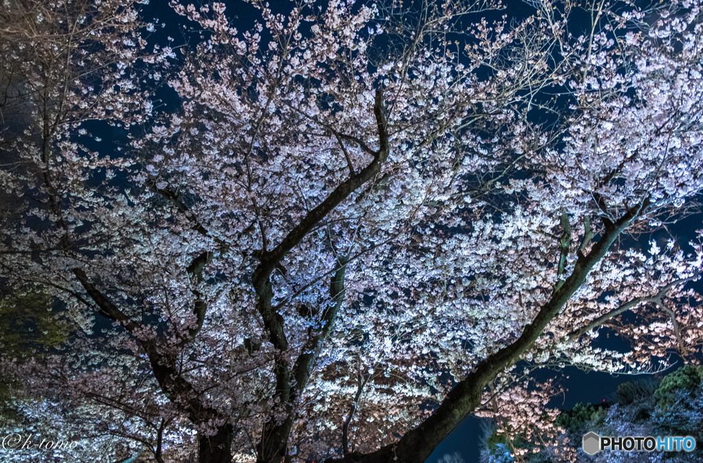 夜桜