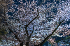 夜桜