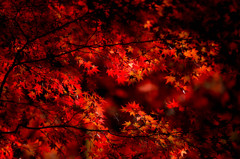 昇仙峡の紅葉⑪