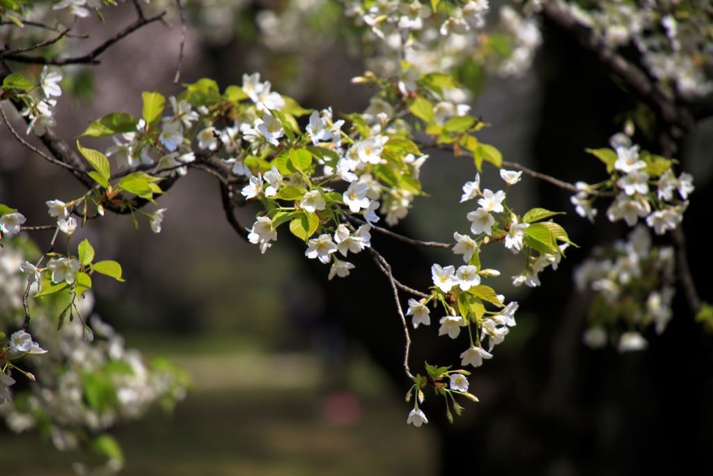 2018_桜10