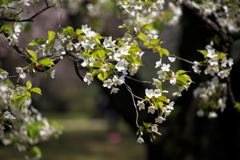 2018_桜10