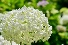 緑に白い紫陽花