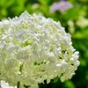 緑に白い紫陽花