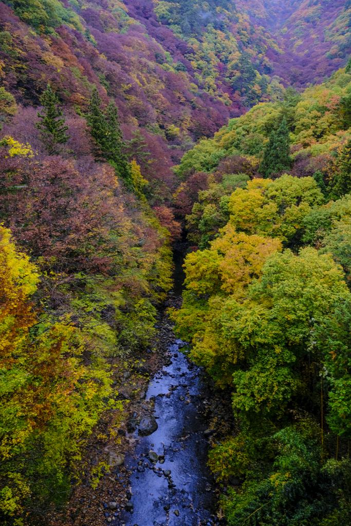 塩川の色づき