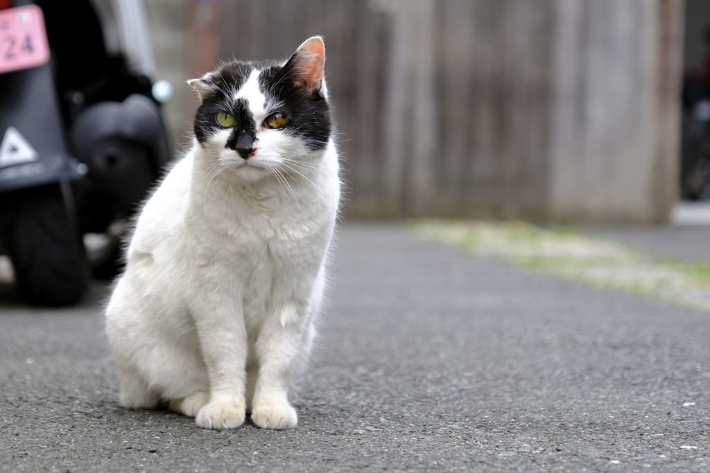 猫ちゃん