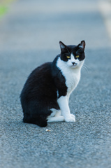 我が輩は猫である②