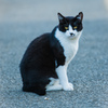 我が輩は猫である②