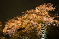 城跡の夜桜