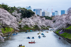 2022_千鳥ヶ淵桜