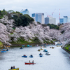2022_千鳥ヶ淵桜