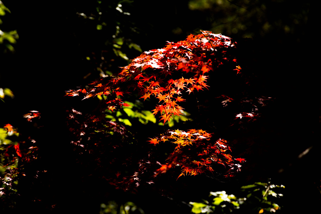 昇仙峡の紅葉⑫