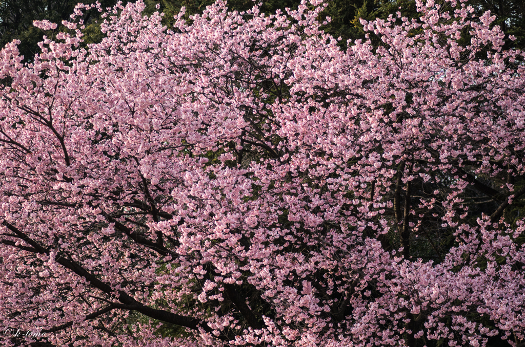 艶桜