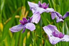 菖蒲１