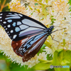 月山の蝶々３