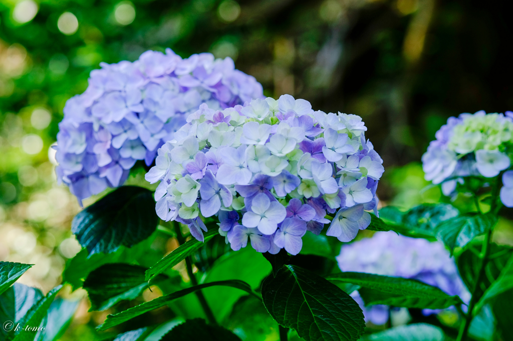 鎌倉の紫陽花６