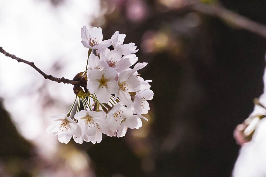 2014sakura7