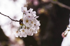 2014sakura7