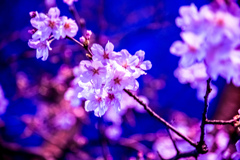 近所の桜