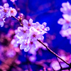 近所の桜