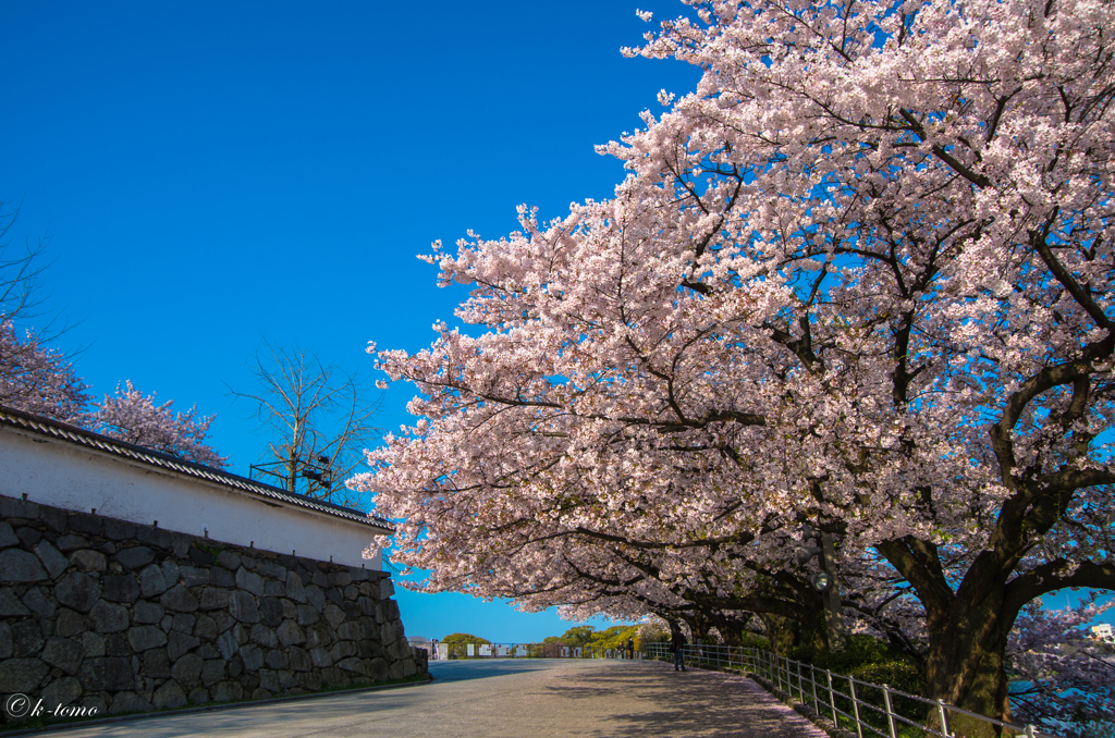 朝＿桜