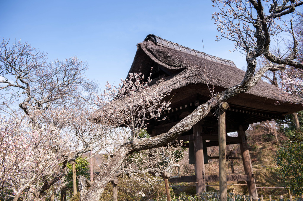 東慶寺＿鎌倉