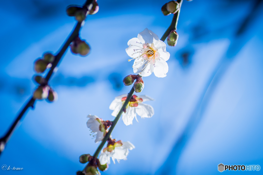 梅の花