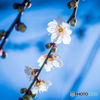 梅の花