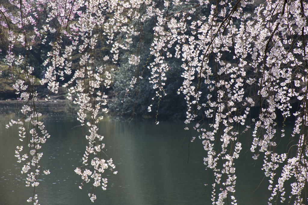 2018_桜22