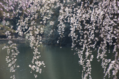 2018_桜22