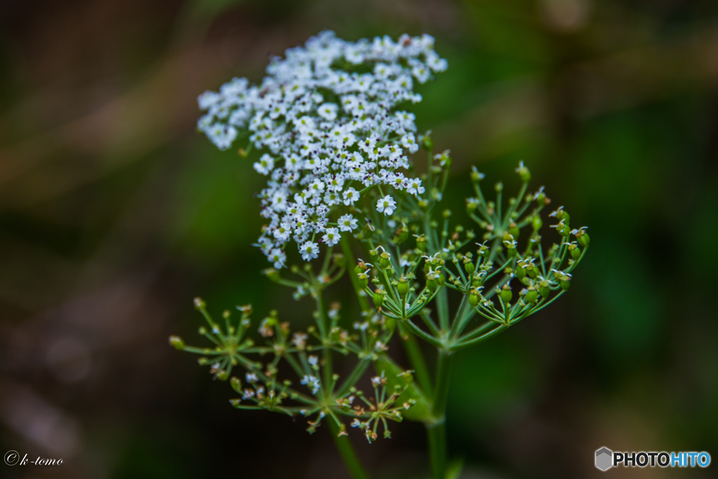 月山の花４