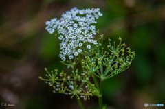 月山の花４