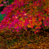 紅葉の彩
