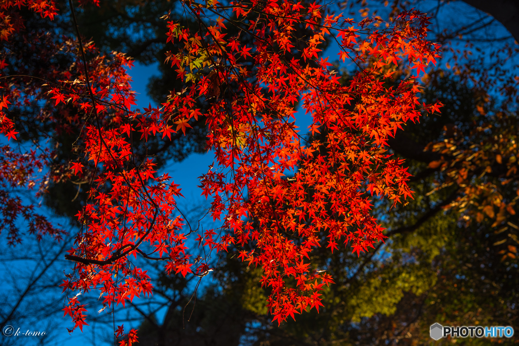 上野の紅葉④