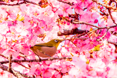 代々木の寒桜