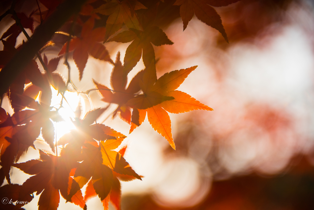 紅葉に惹かれ③