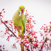 近所の桜と鳥①