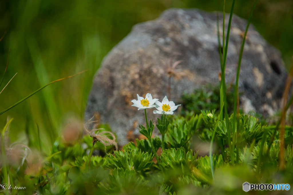 月山の花３