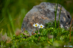 月山の花３