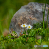 月山の花３
