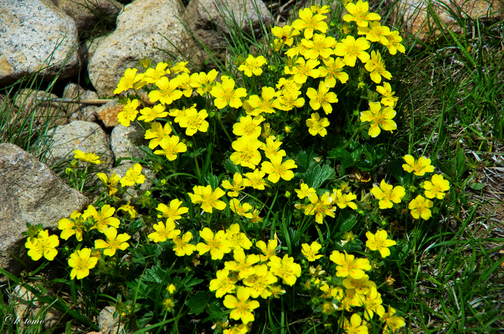 山の花（磐梯山）