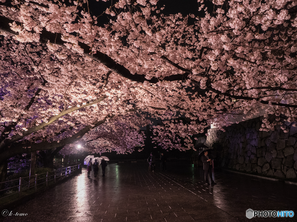 舞鶴公園の夜桜　４