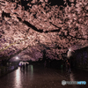 舞鶴公園の夜桜　４