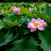 ハスの花２