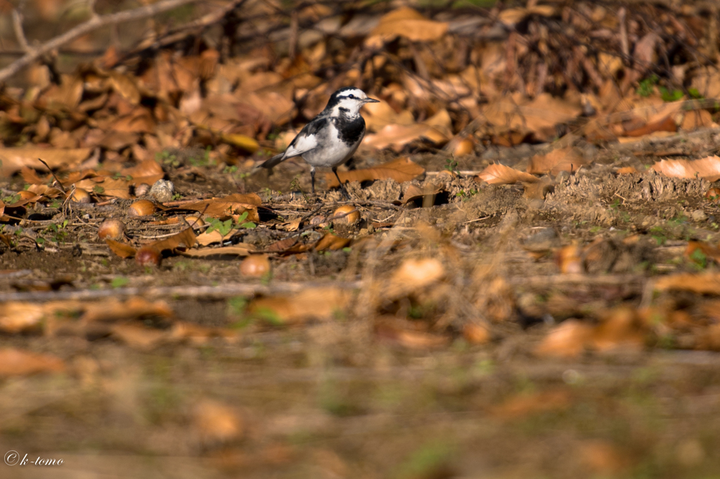 野鳥でしょうか。