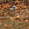 野鳥でしょうか。