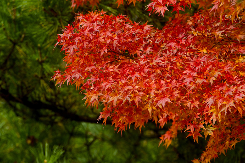 2013紅葉③